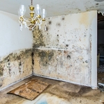 Mold remediation