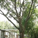 Oak tree cleanout