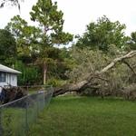 fallen oak tree