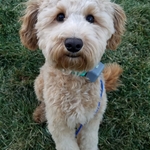 Scooter Casciani - Australian Labradoodle - Upper