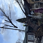 Emergency Tree Removal