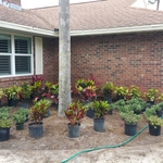 PLANTS