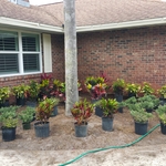 PLANTS