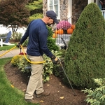 Tree & Shrub Application