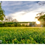 Grass and sunset