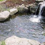Pond and Waterfall