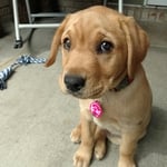 Gracie