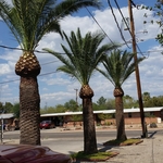 Palm trees