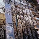 Honey Comb Removal