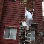 Green Man Exterminator Safely Removes Bee Hive