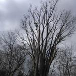Giant dead Elm removal