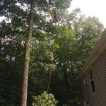 Oak limbs over a house