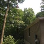 Oak limbs over a house