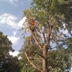 Maple removal