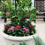Planter Pots