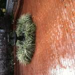Hardscape
