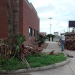 Palms clean and trash remove