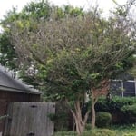 Crepe Myrtle