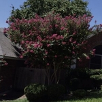 Crepe Myrtle