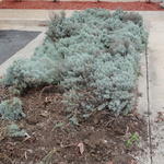 Tearing out Junipers