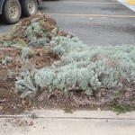Taking out old junipers
