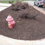 Pink fire hydrant and barberry plants