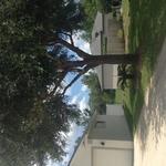 Oak Trimming