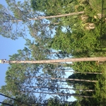 Pine