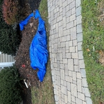 sewer replacement