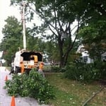 Trimming trees professionally
