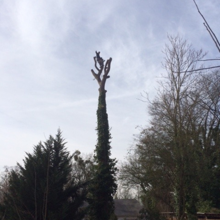 Tree Service