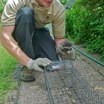 Raccoon Trapping