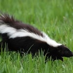 Skunk Removal