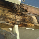 Dry Rot