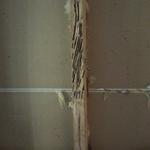 Termite Damage
