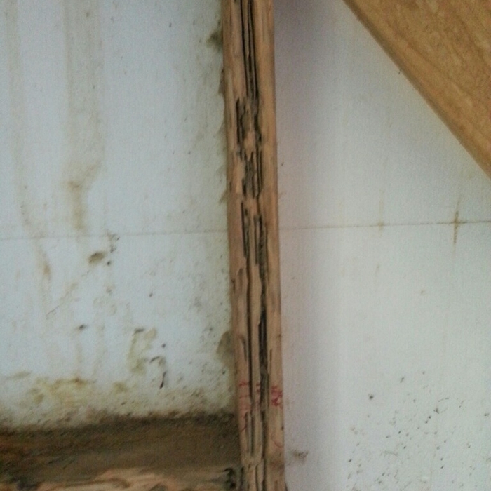 Termite Damage
