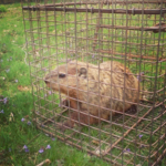 Groundhog