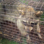 Raccoon