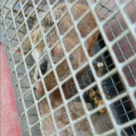 Flying squirrel