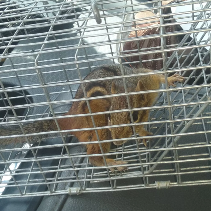 Chipmunk