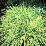 Monkey grass