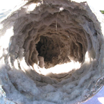 Whats in Your Air Ducts