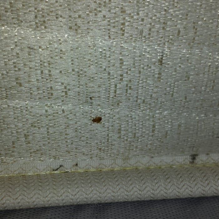 Bed Bugs