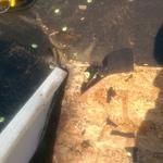 Common Roof leak