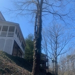 Tree Standing