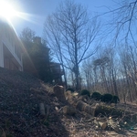 Tree Down!