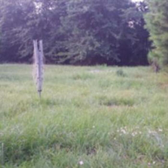 Over grown back yard.