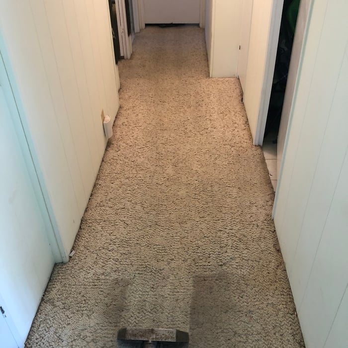 Carpet cleaning