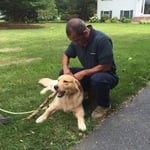 Expert dog training