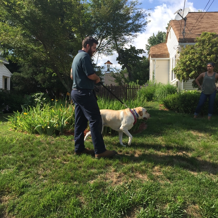 Training is key to your dog's safety & hap